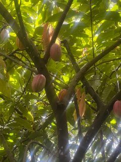 Several purplish-brown cacao pods hang from the branches of a tree with lush green foliage, bathed in bright sunlight.
