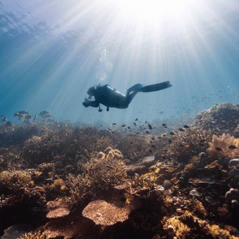 A scuba diver swimming over a colorful coral reef, with sunlight streaming down through the water above.