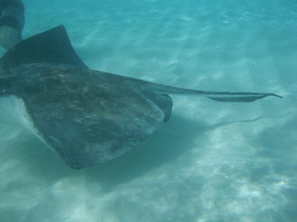 A large stingray swims through clear, shallow turquoise water over a light sandy seabed.