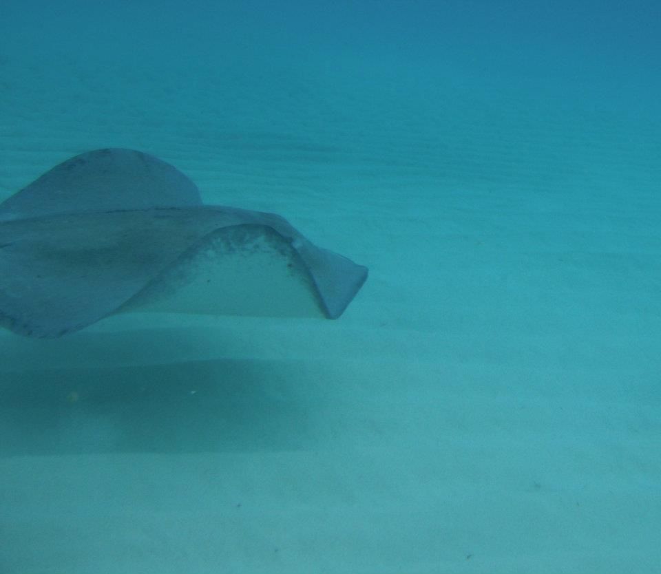 A dark stingray glides gracefully over a sandy seabed in clear, turquoise ocean water.