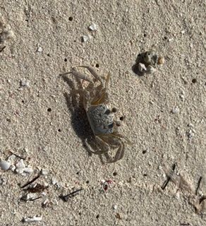 A small, pale, mottled crab sits on light-colored sandy beach terrain.