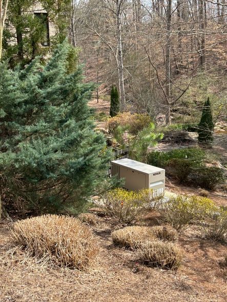 Wooded garden with evergreen shrubs, bare trees, and a small white utility box beside a path.