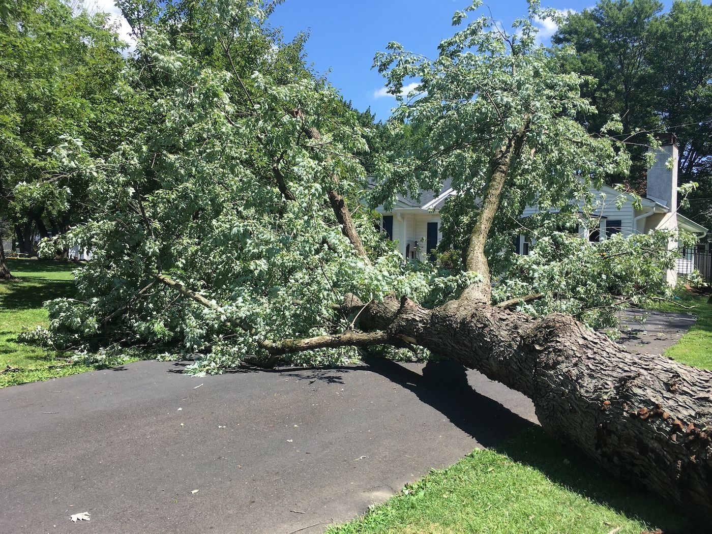 A Tree Knocked Down by a Hurricane in Georgia. Genspring Power Supplies Home Generators in Georgia.