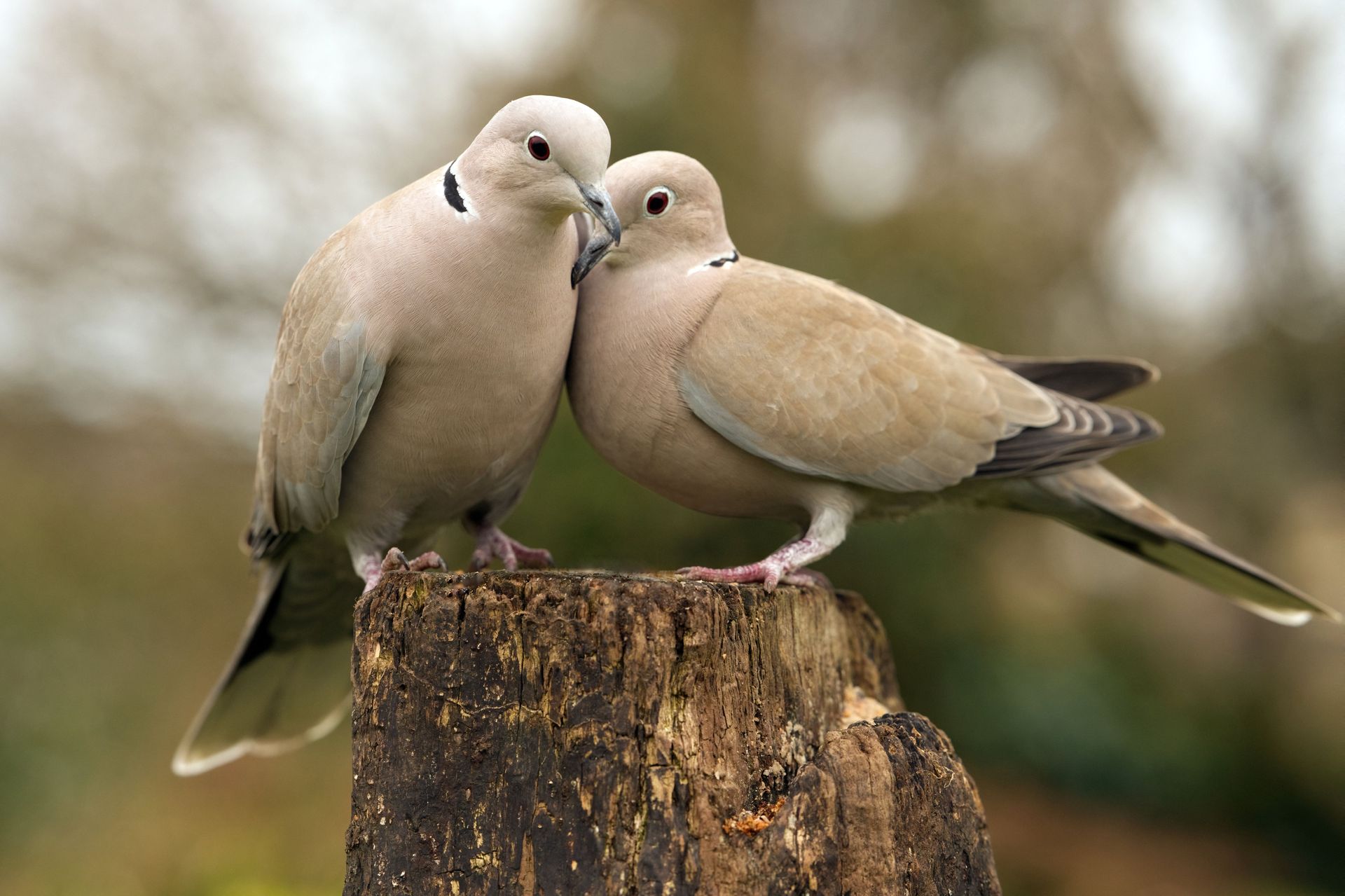 Two beige doves nuzzle on a tree stump outdoors, with a blurred background