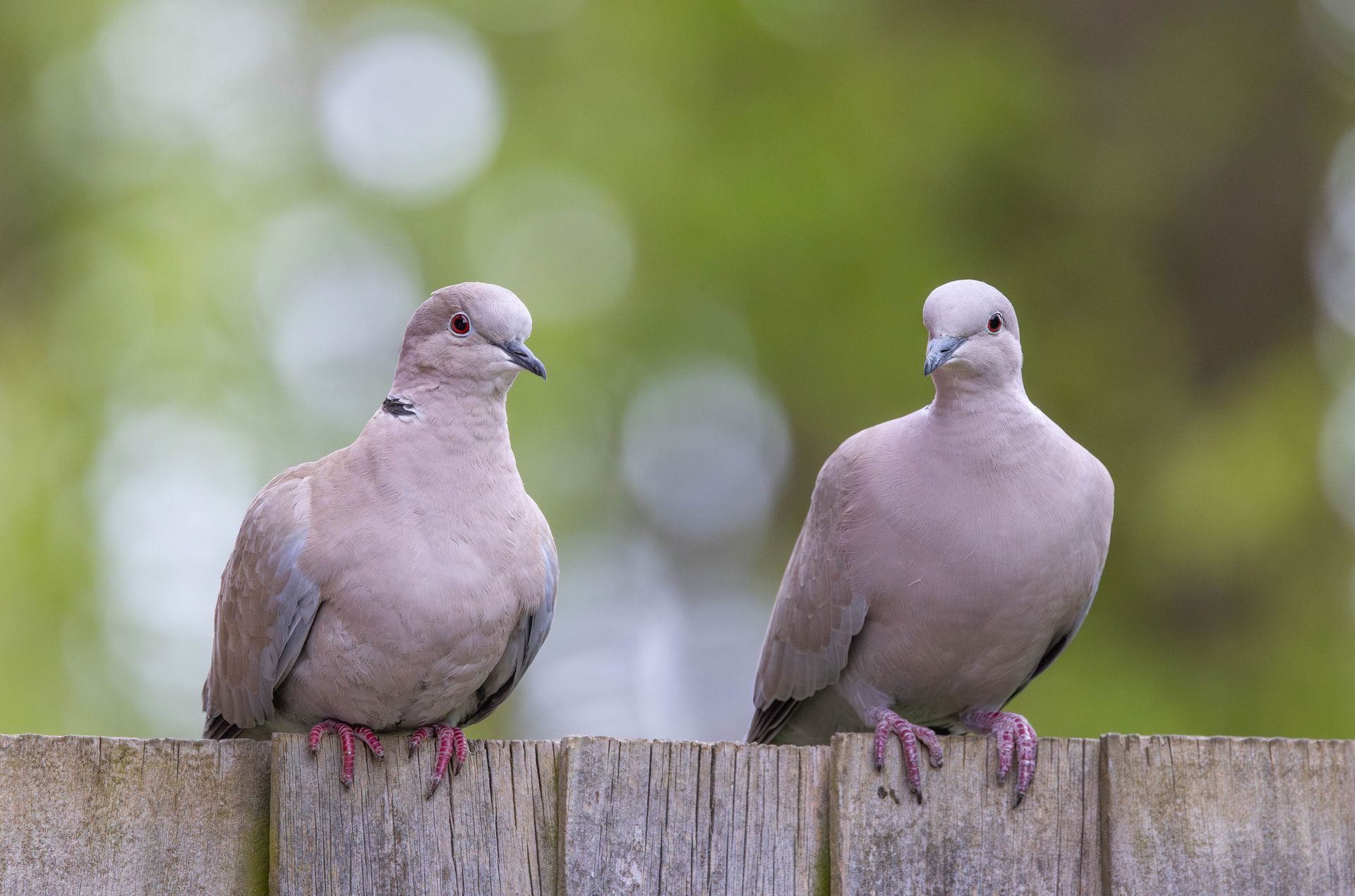 Two gray pigeons perched on a wooden fence with a blurred green background
