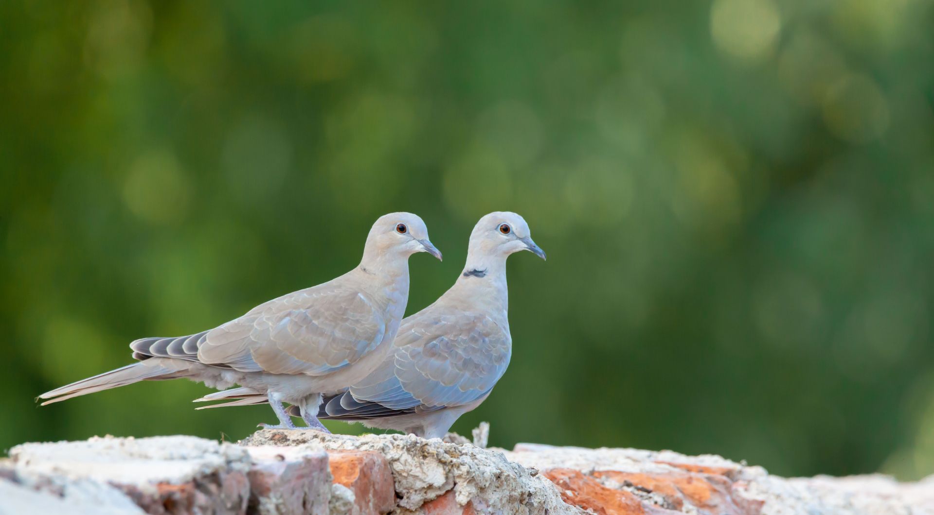 Two gray doves perched side by side on a stone ledge, with a blurred green background.