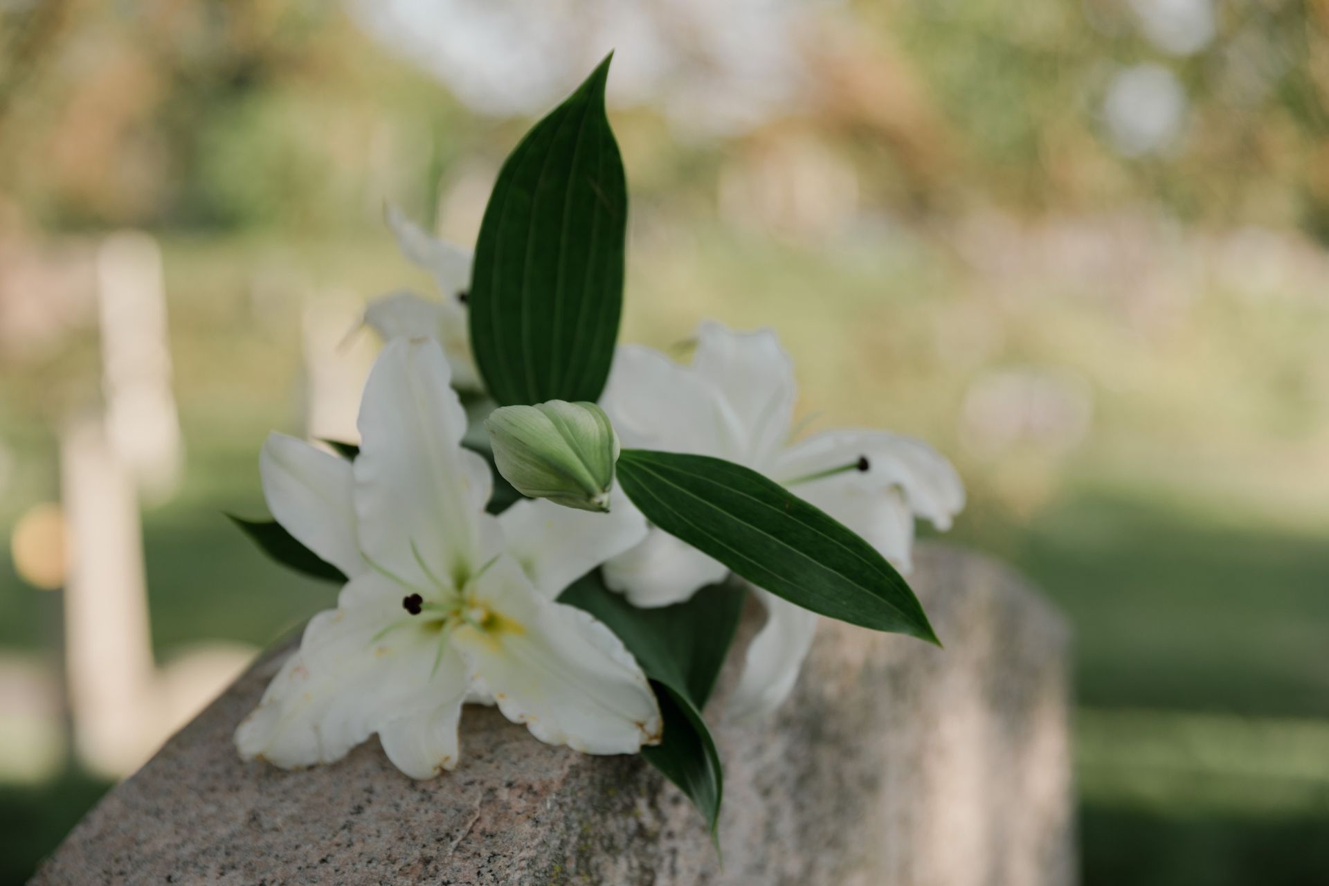 White flowers with green leaves resting on a stone ledge outdoors, against a blurred background