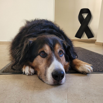 Bernersennenhund Benny