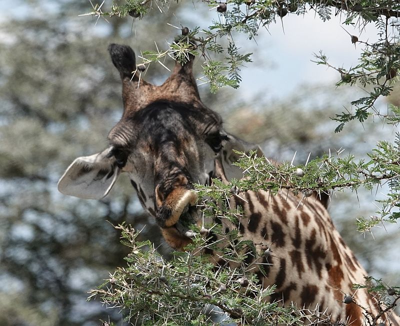 Giraffe eating leaves from a tree in a dry savanna setting