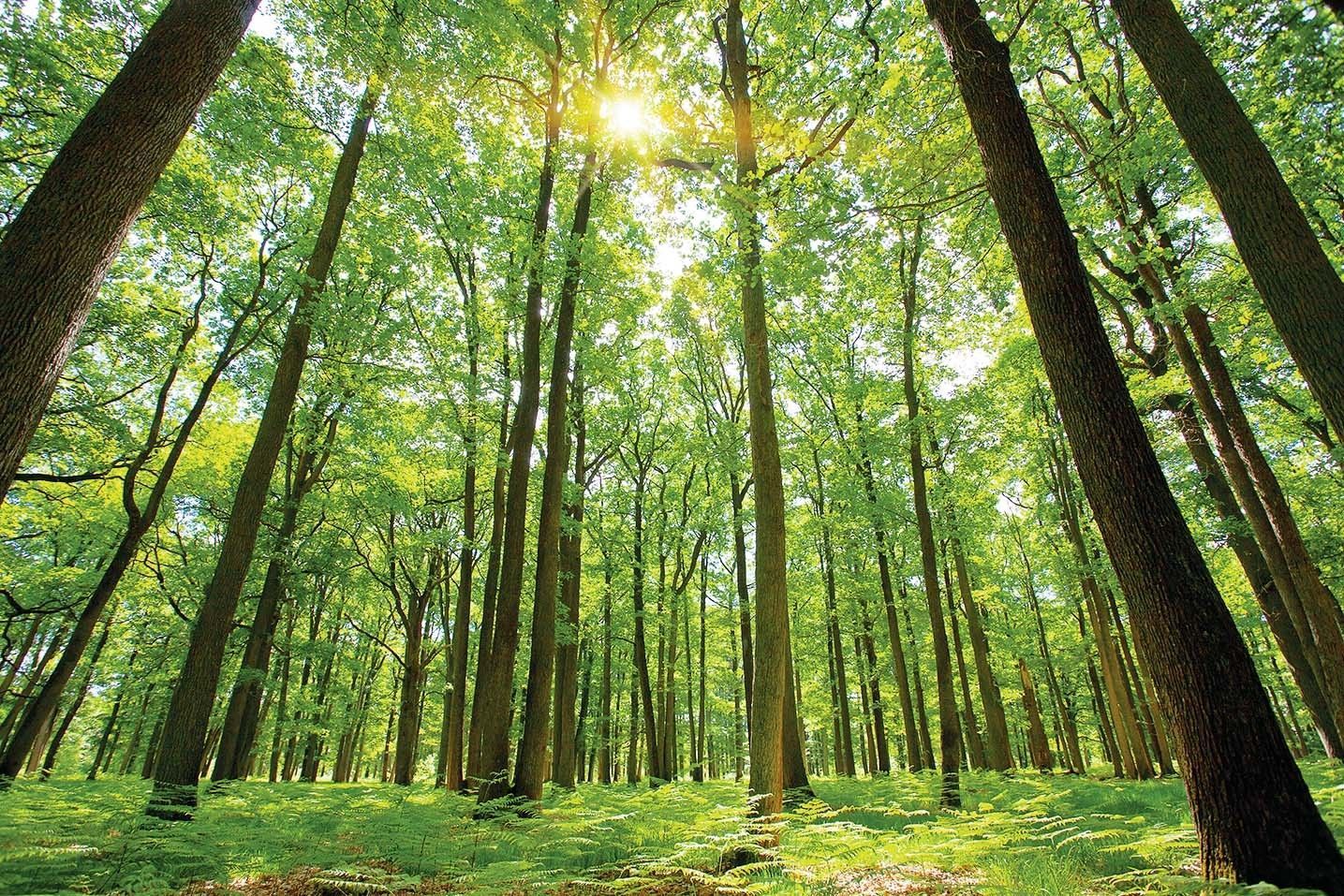 Sunlit green forest with tall trees and a bright canopy overhead