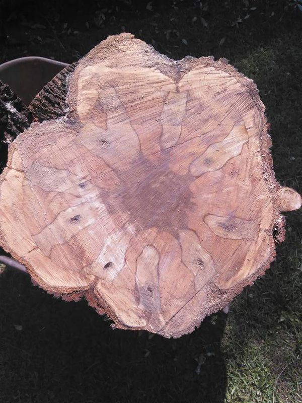 Close-up of a freshly cut tree stump with visible trunk injection damage.