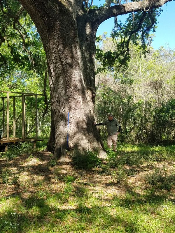 Large tree with a person standing beside it in a sunny wooded park.