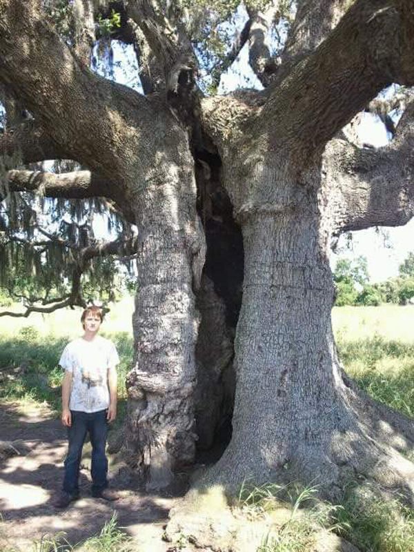 Person standing beside a huge tree with a hollow trunk in a sunny outdoor setting