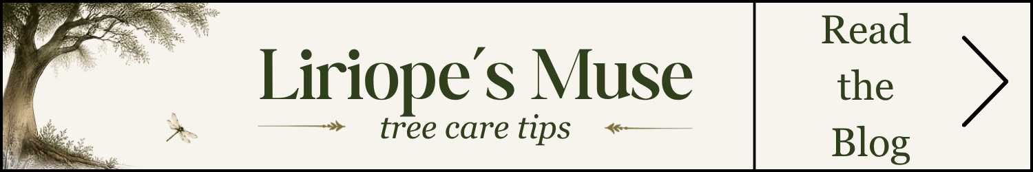 Liriope’s Muse Tree Care Tips
