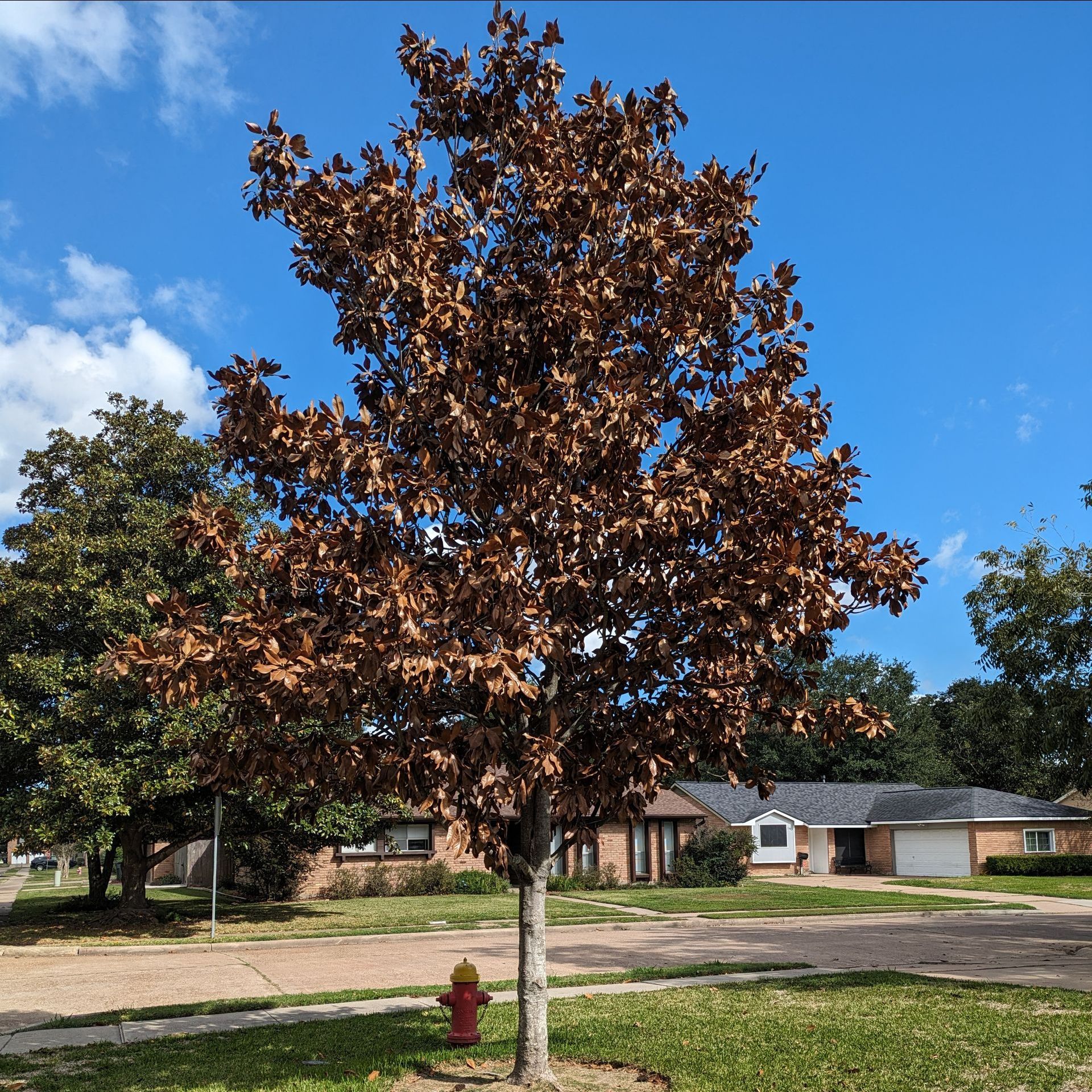 This photo is of a Magnolia Tree that has suffered many embolisms, resulting in the death of the tree.