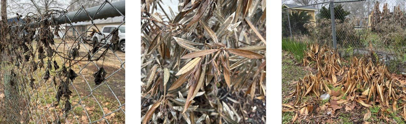 This image shows how freeze damage can present as the blackening and crisping of leaves, the browning of leaves.