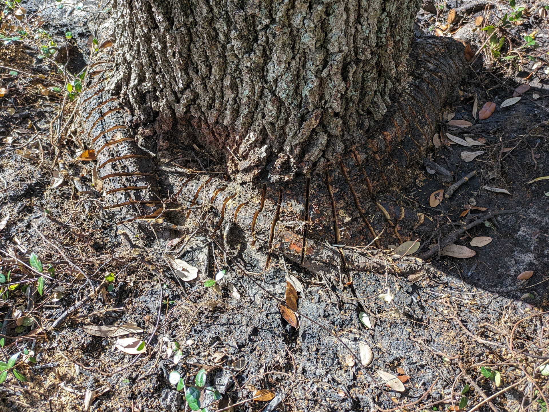This image shows how strategic cuts must be made to relieve the pressure and allow the tree to naturally push out the chunks.