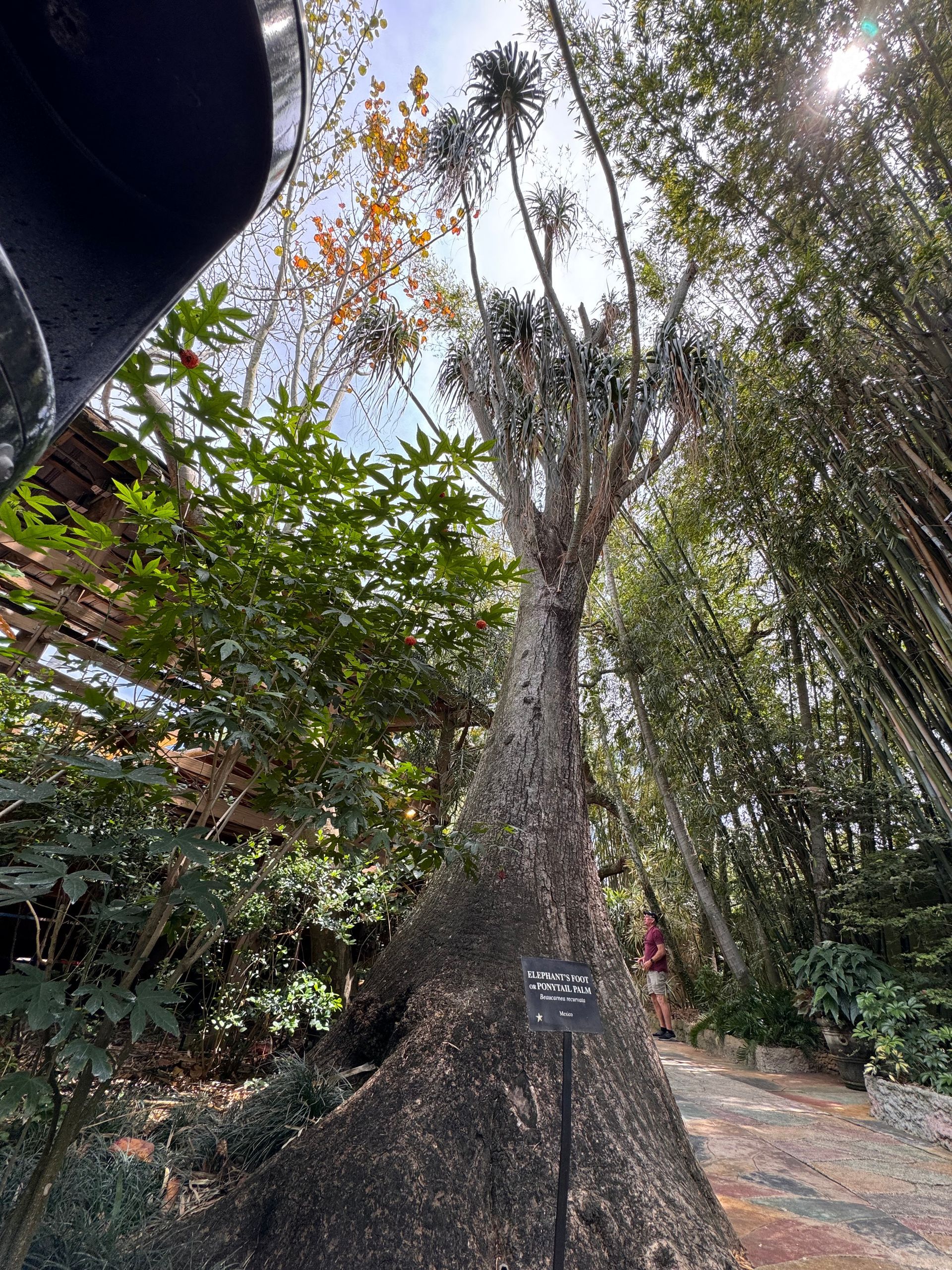 Tall tree with hanging vines in a lush garden, with sunlight filtering through the canopy.