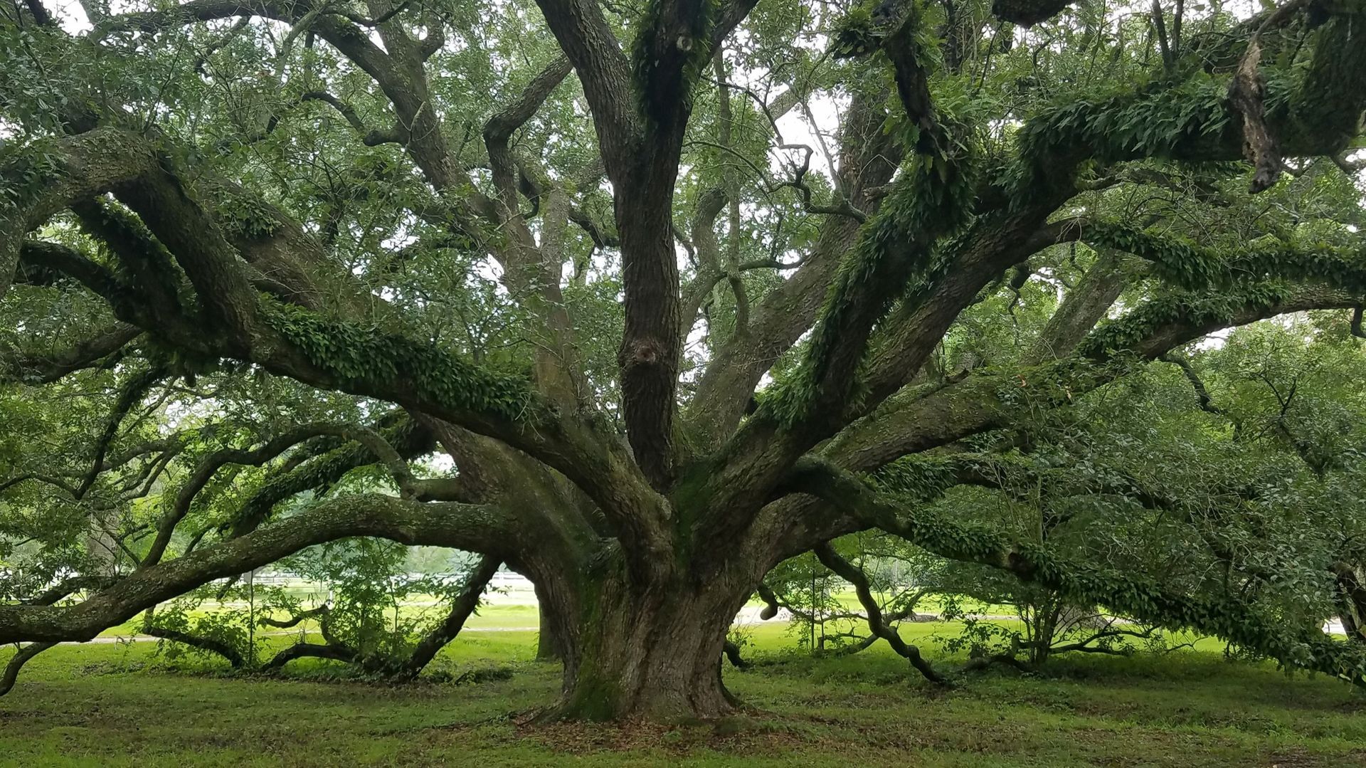 Mature live oak tree