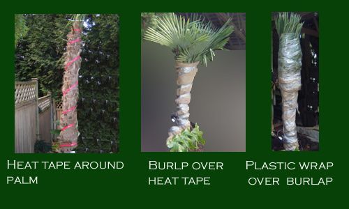 This image shows the wrapping procedure for palm trees.