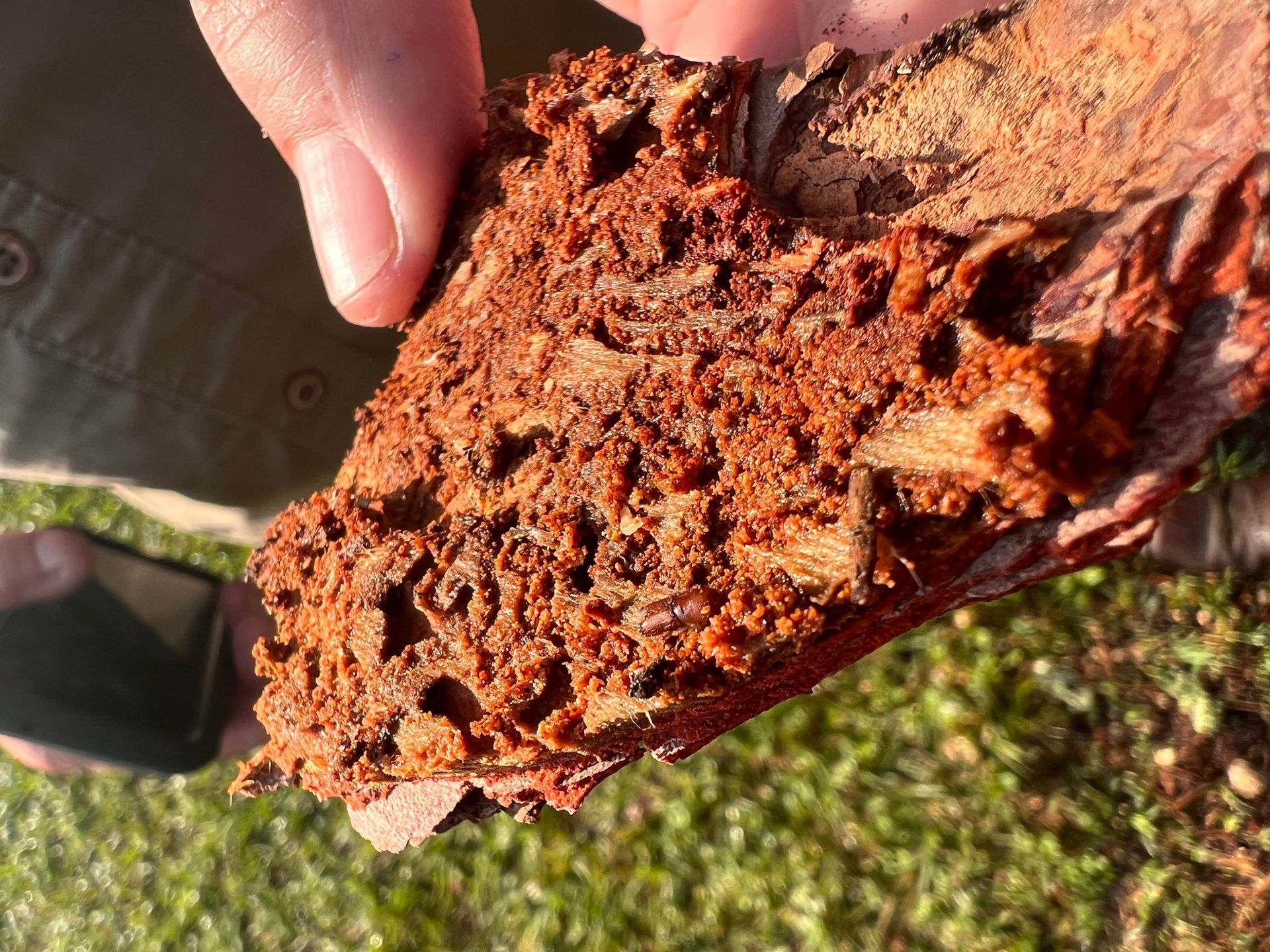 Pine Bark Beetle Damage