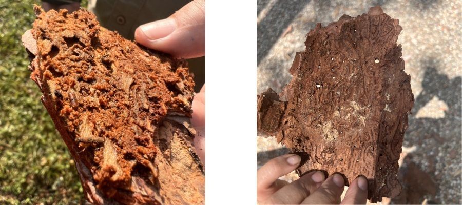 These images show living Pine Bark Beetles and their larva in the cambium of a pine tree.