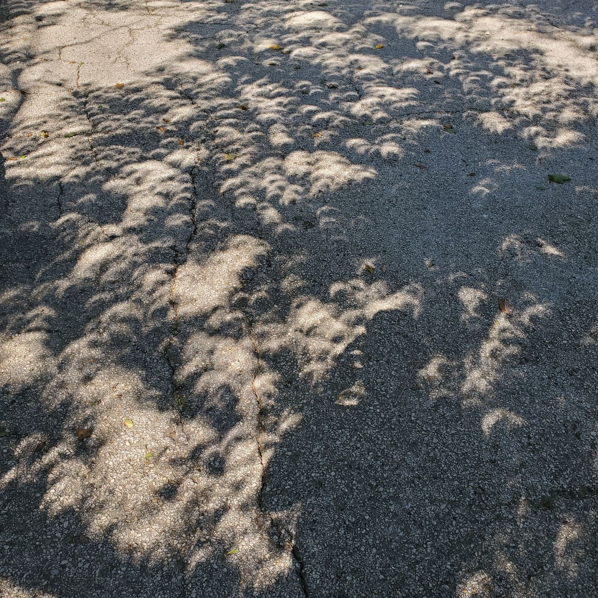This image shows the reflection of the moon through the apertures of a tree's leaves.