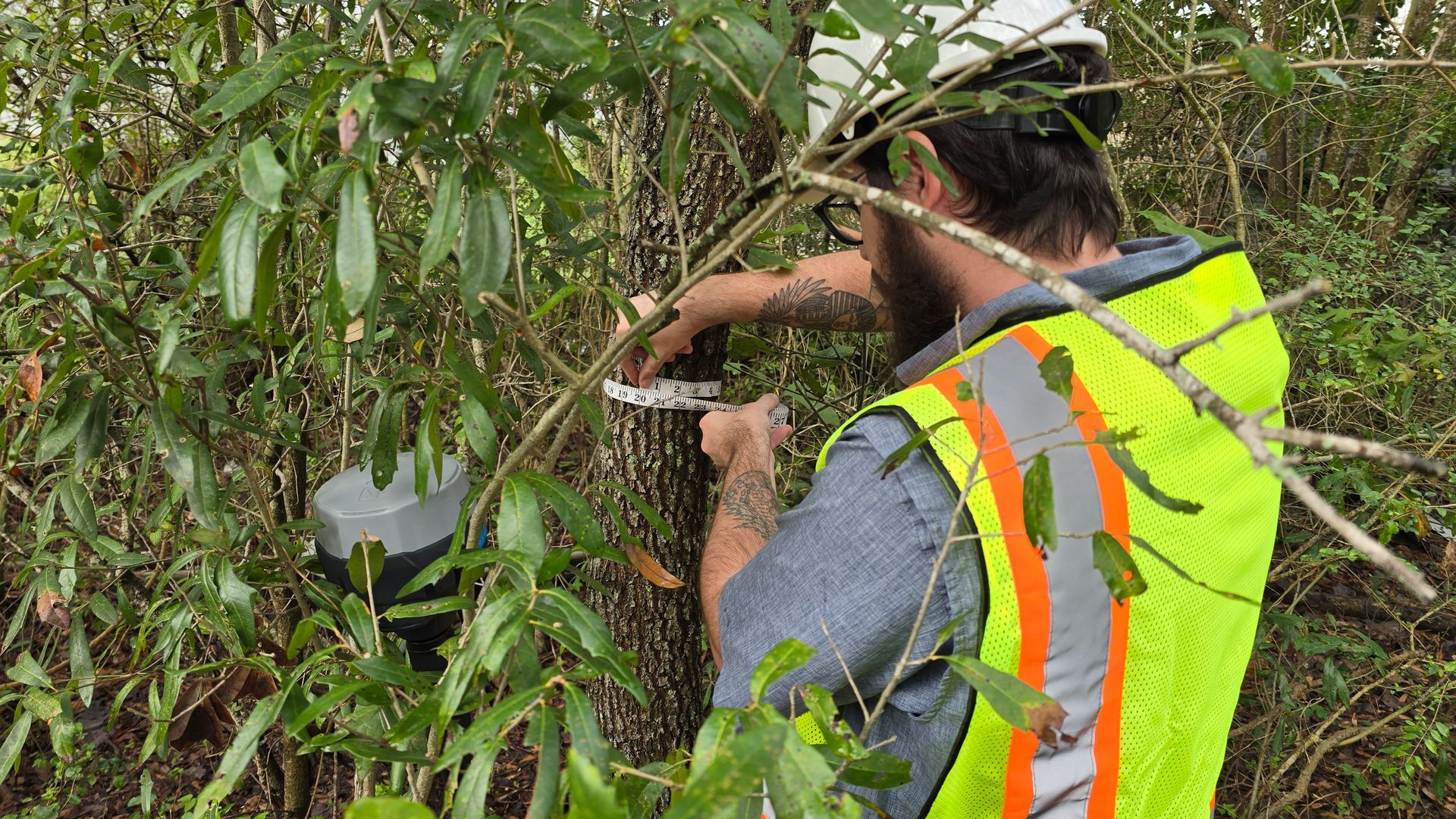 Tree Surveying Measuring DBH on Tree