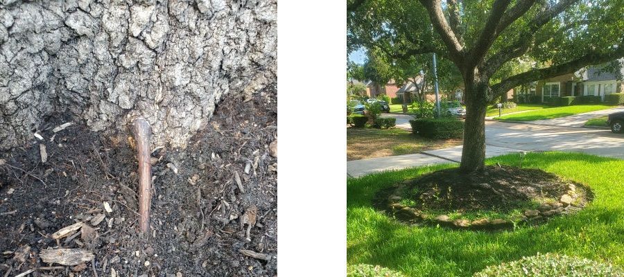 These photos are of an adventitious root that is shooting out from the root collar of the tree.