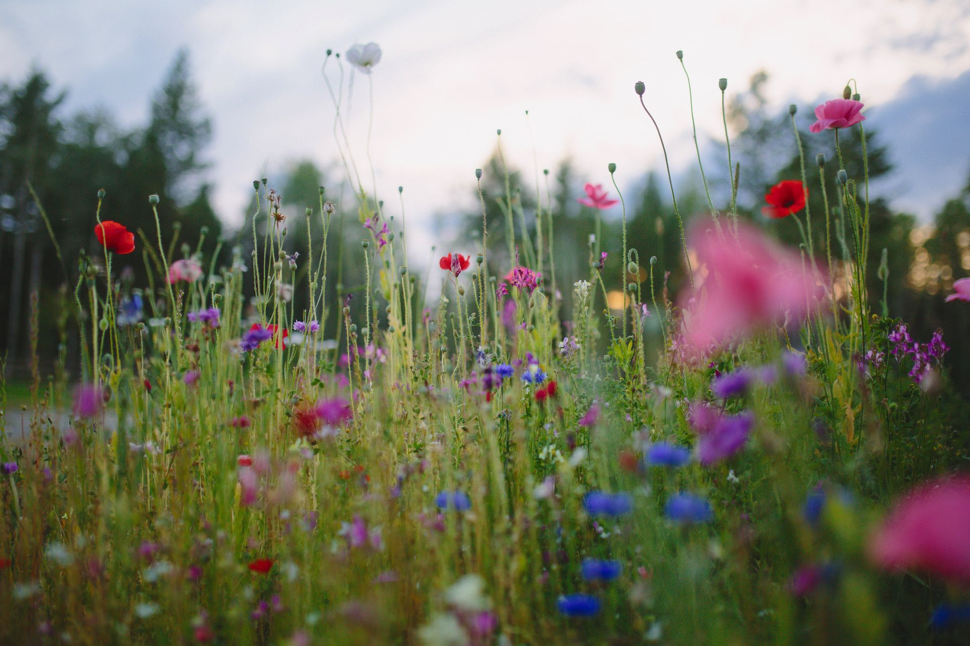 This image shows a lot of wildflowers of all colors near trees 