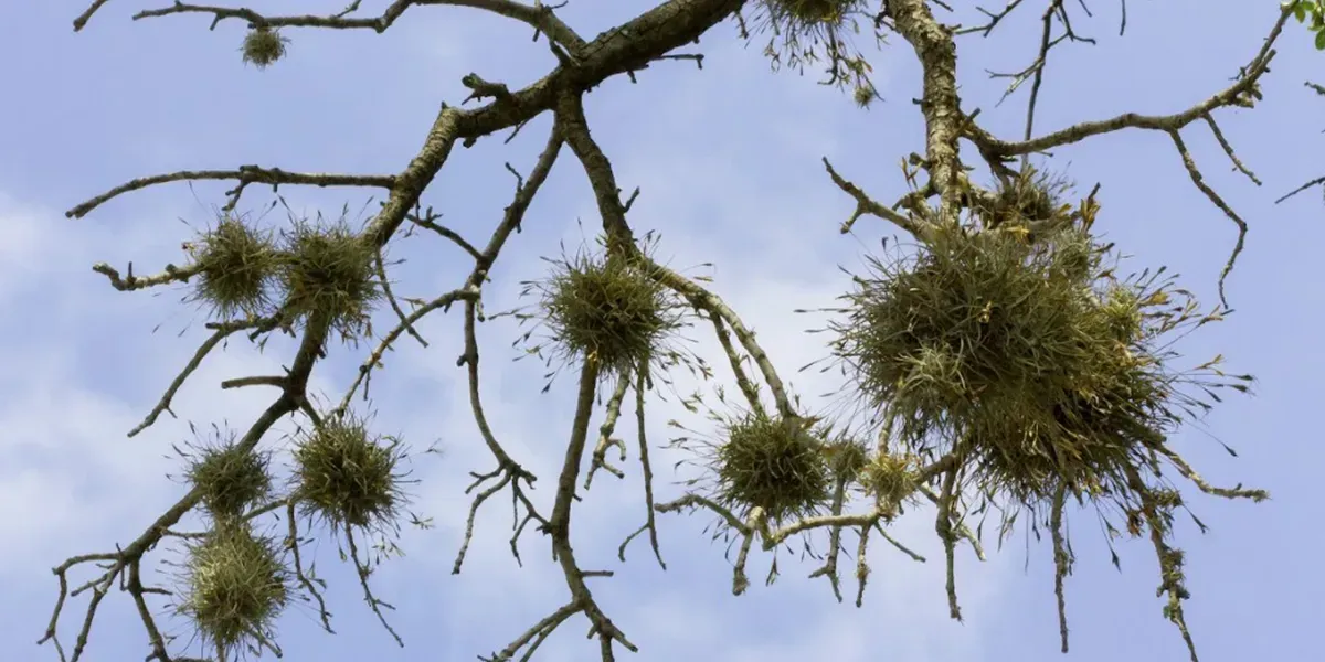 Bare tree branches with clusters of hanging moss against a pale blue sky