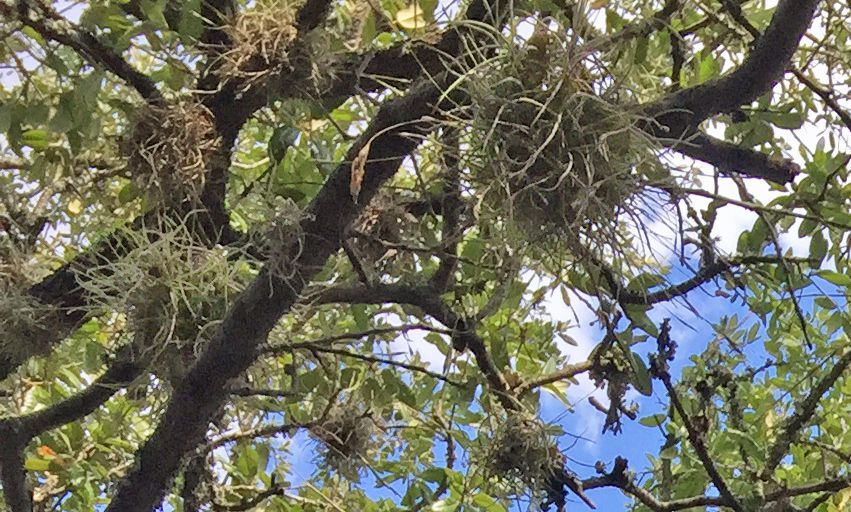 Tree branches and green leaves against a blue sky, viewed from below.