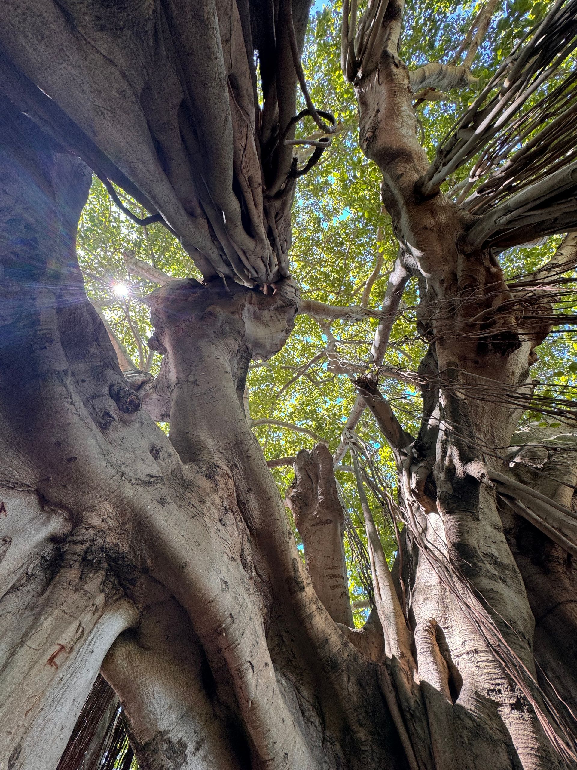 Sunlight filtering through intertwined tree trunks and dense green leaves in a forest canopy