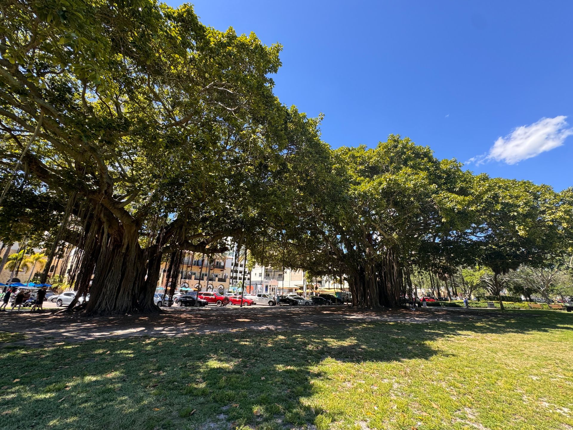 Shaded park with large trees, green grass, and buildings in the background under a bright blue sky