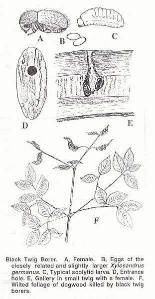 Black-and-white botanical diagrams of a plant, seeds, stems, leaves, and fruit, labeled A–F.