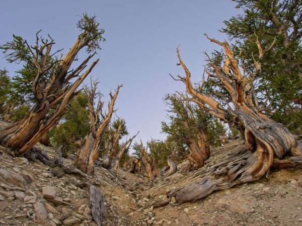 Dry, gnarled trees rising from a rocky slope under a clear blue sky.