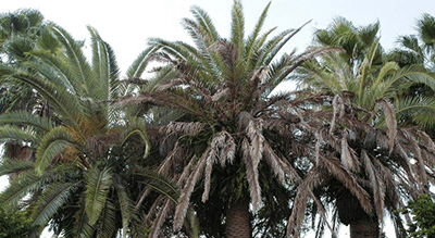 Dense cluster of green palm trees with drooping fronds against a bright sky