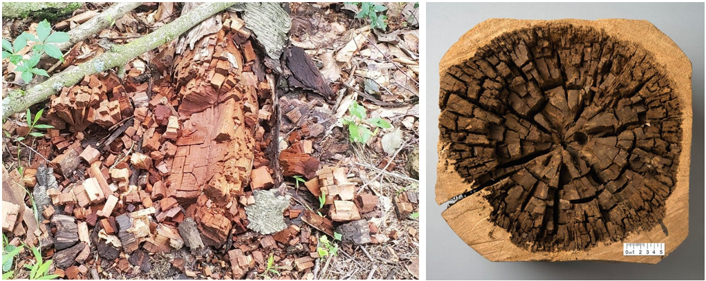 Learn the 3 types of decay, how they affect strength, and when a tree