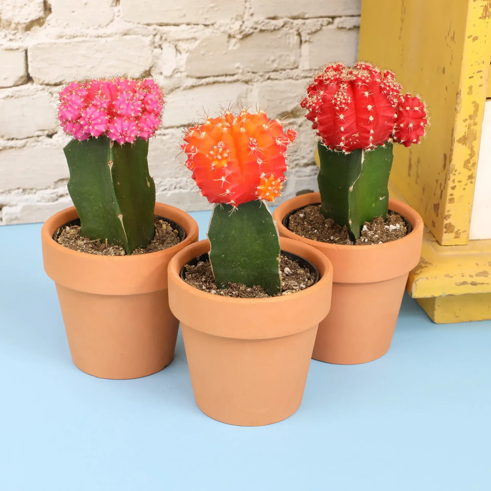 Three colorful cactus plants in terracotta pots.