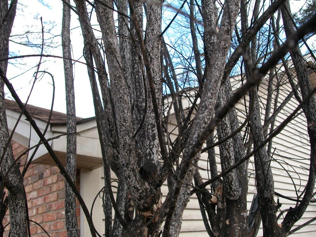Leafless tree branches in front of a house with tan siding and a brick wall