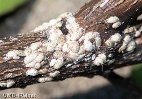 White, cottony scale insects clustered on a brown tree branch.