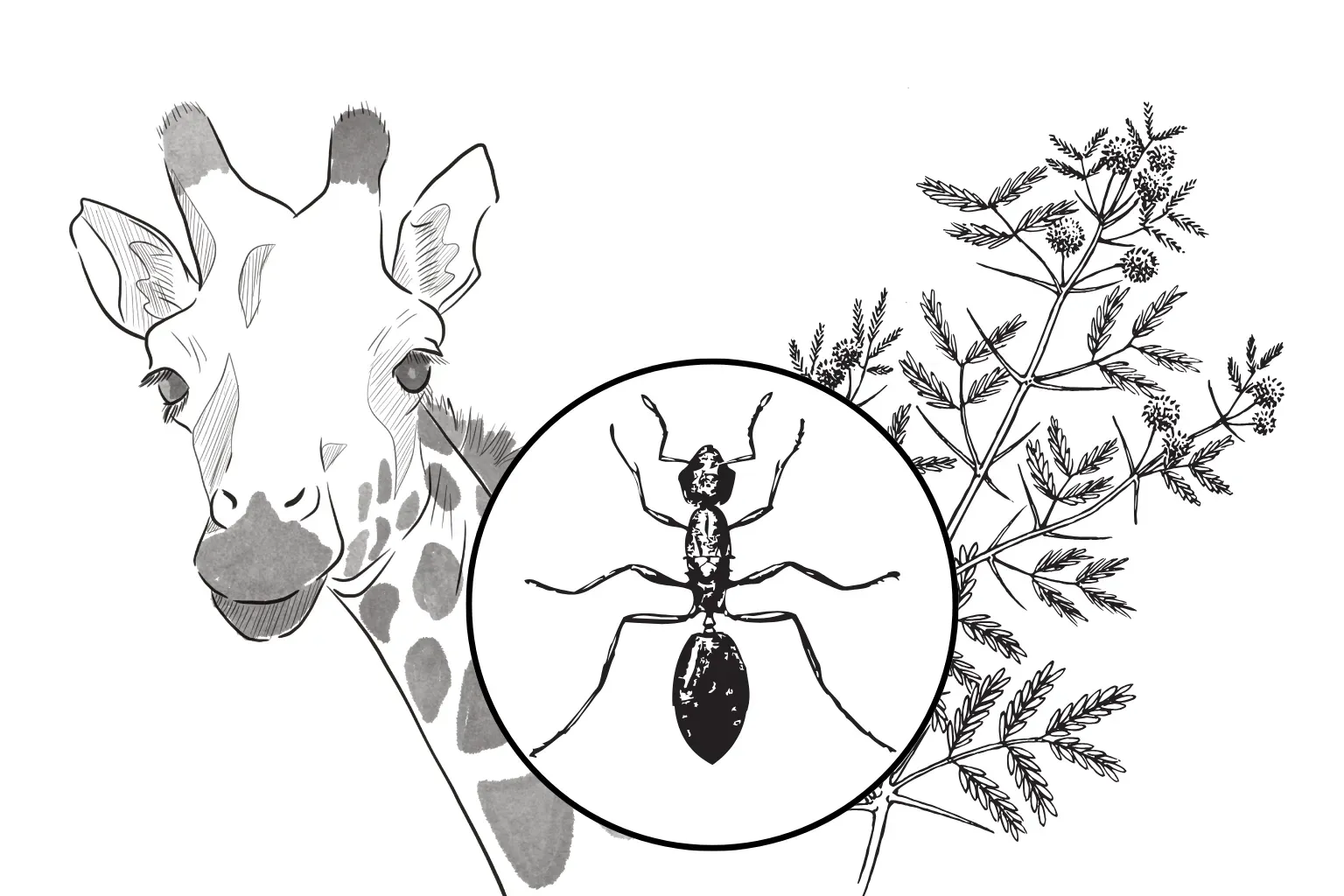 Giraffe with inset ant illustration beside leafy branches