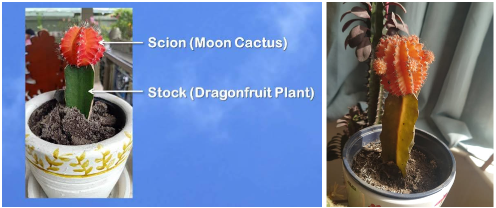Moon cactus grafted onto a dragonfruit plant in a small pot, shown in two close-up views.