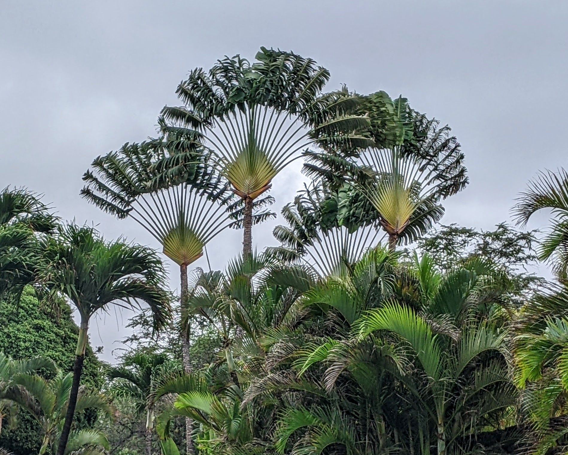 Tall fan-shaped palm trees rising above dense tropical foliage under a cloudy sky