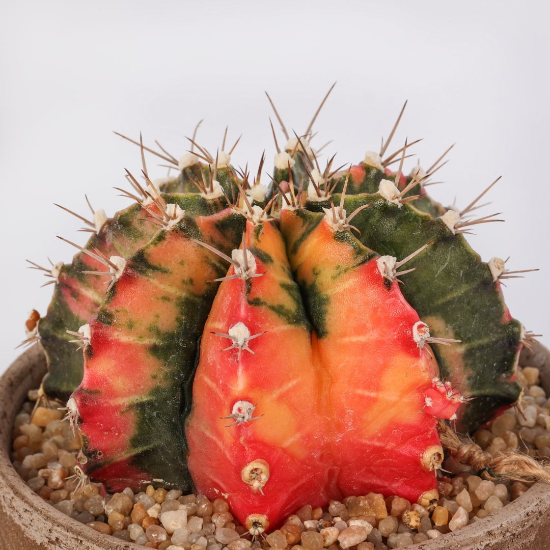 Colorful grafted cactus with red, orange, and green sections and spines in a gravel pot