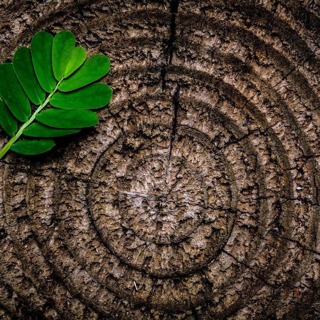 An old tree stump with large prominent rings with a leaf lying on top representing our company.