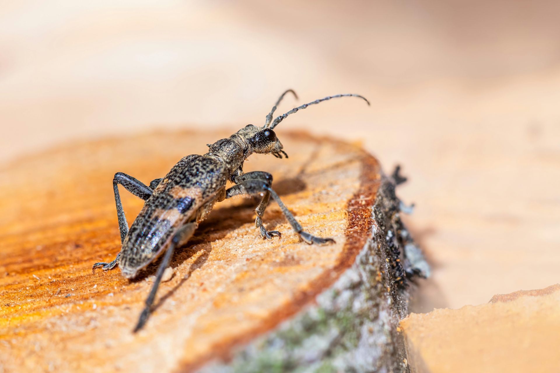 Close-up of a beetle on a cut tree stump with blurred wood background