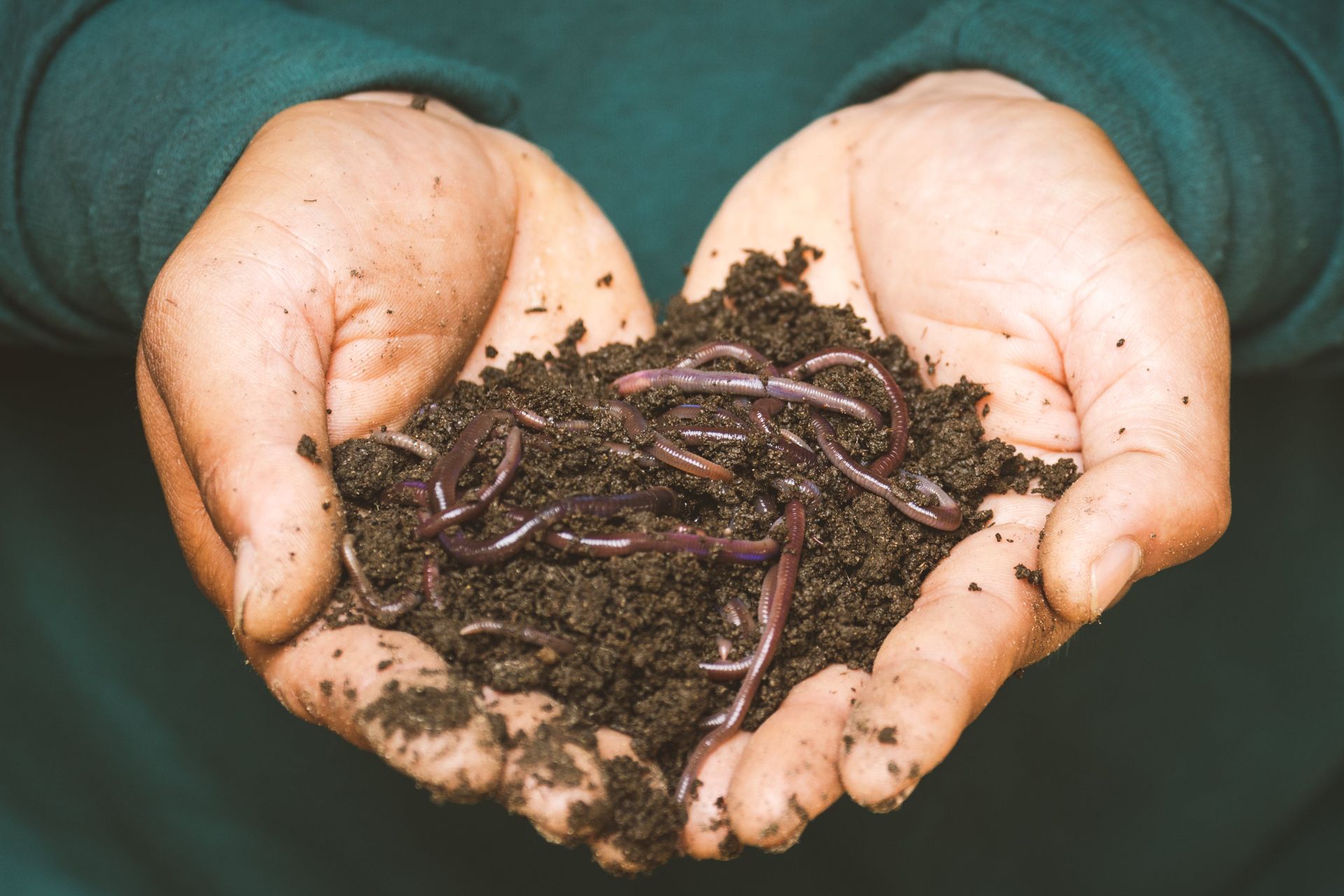 Hands cupping a pile of wriggling earthworms over dark soil