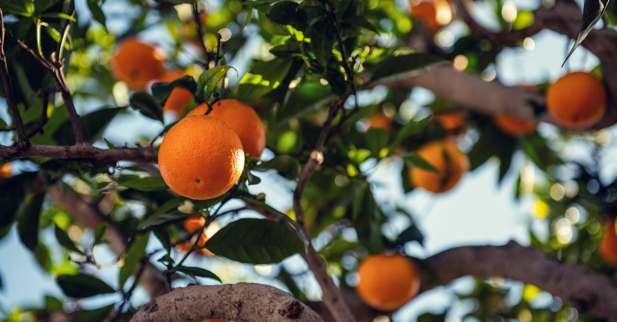 Orange fruit hanging on tree branches with green leaves against a blurred sky