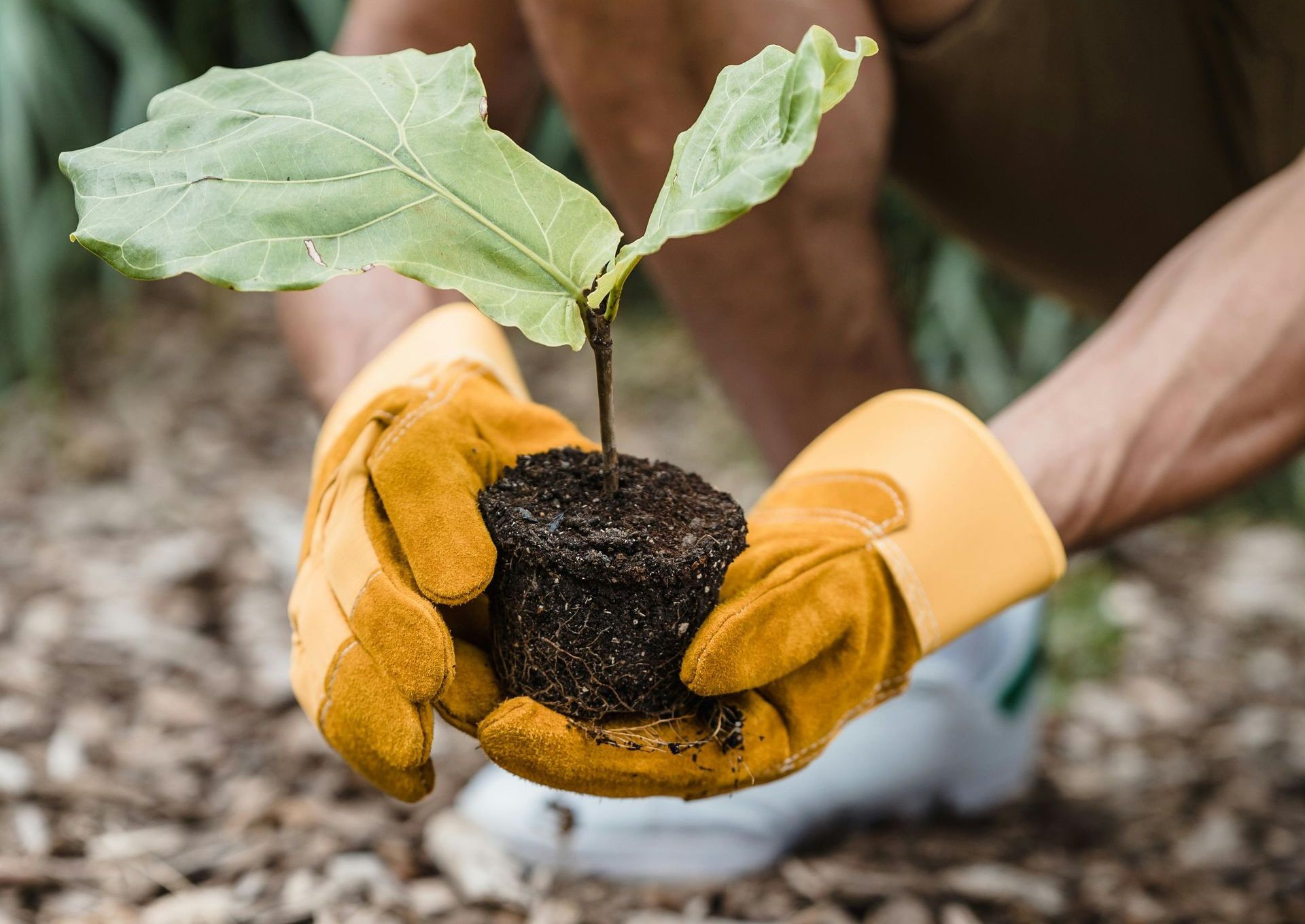 Gloved hands holding a seedling with soil outdoors